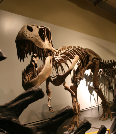 Tyrannosaurus Rex Skeleton